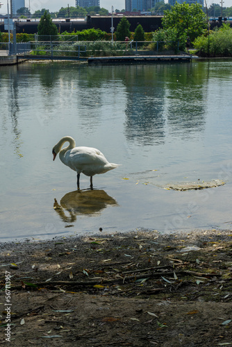  White swan on the lake at Bayfront Park facing Hamilton city, Ontario, Canada.