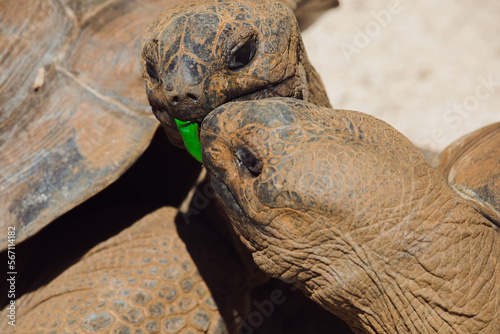 Turtle zółw © KMG