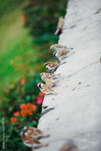 Ptaki na murku  © KMG