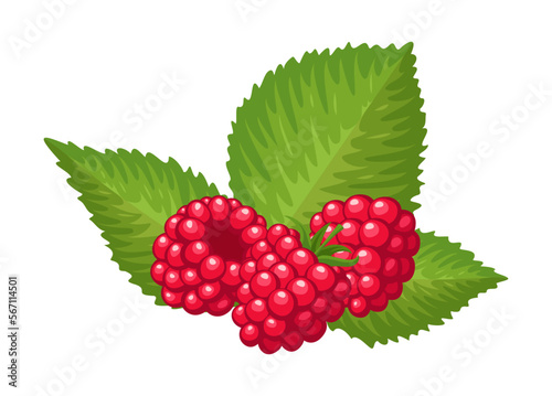 Vector raspberry isolated on white background