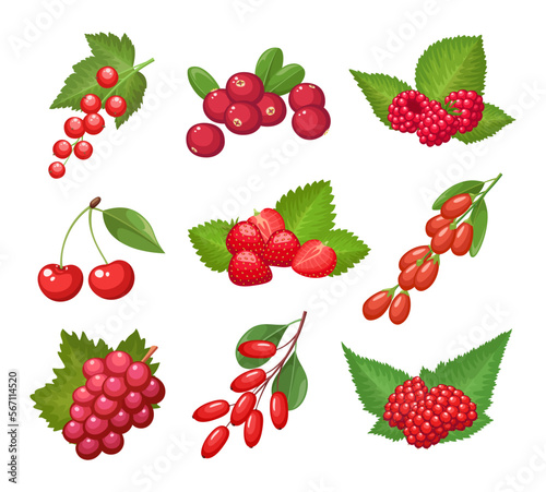 Set of vector berries isolated on white background