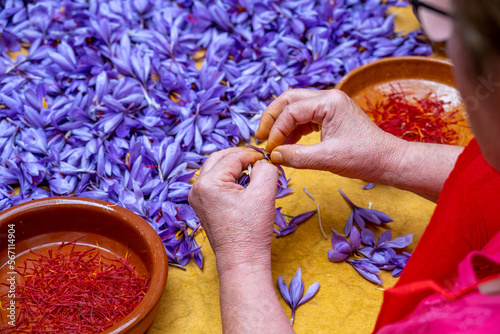 Manual processing of saffron, a cooking spice.