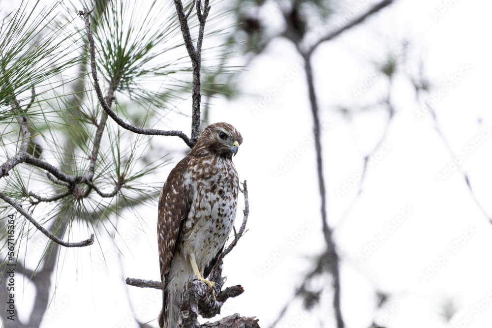 Red tailed hawk Red tailed hawk