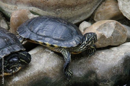 tartaruga na rocha 