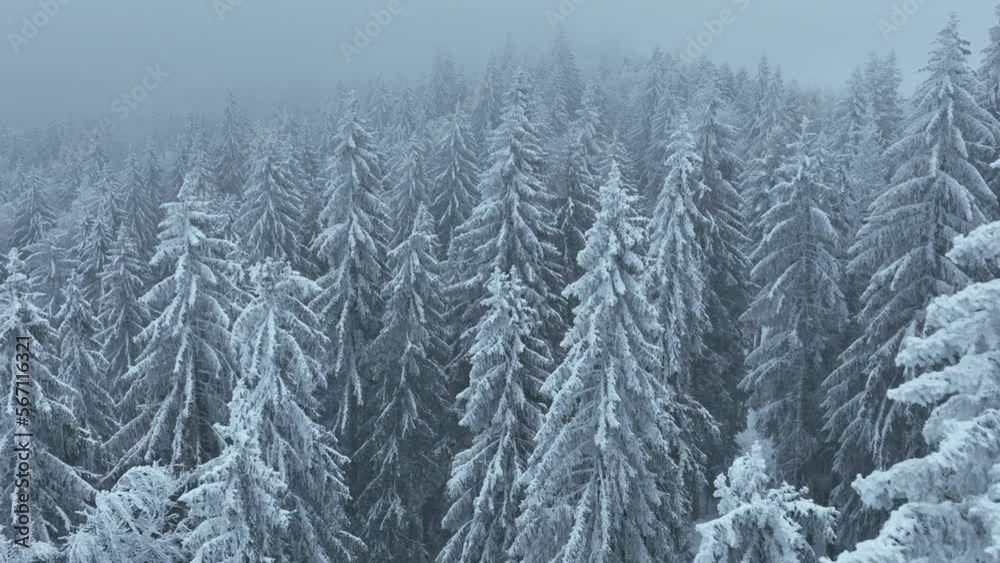 Aerial top view drone shot of the pine and spruce trees forest covered with snow in the Tatra Mountains in Slovakia. Beauty in nature and ecology concept image. Aerial top view drone shot of the pine and spruce trees forest covered with snow in the Tatra Mountains in Slovakia. Beauty in nature and ecology concept image.