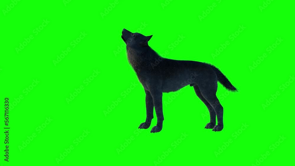 silhouette of wolf howling at the full moon 3d render on a green background silhouette of wolf howling at the full moon 3d render on a green background