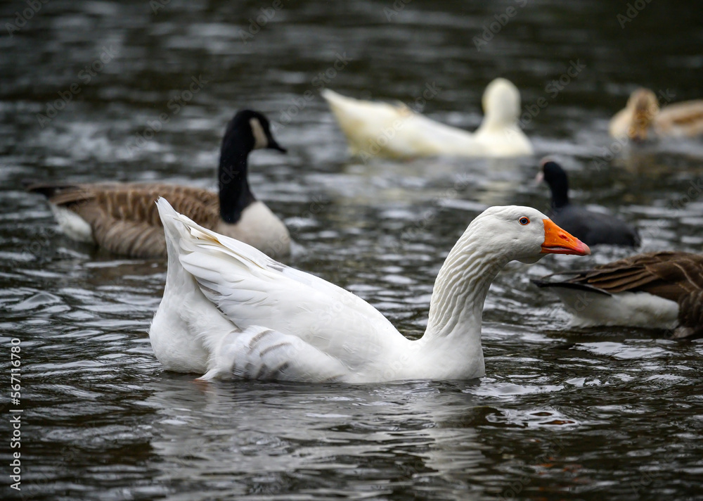 A white goose with orange beak swimming on a lake with other water birds behind. A goose on one of the Keston Ponds in Keston, Kent, UK. A white goose with orange beak swimming on a lake with other water birds behind. A goose on one of the Keston Ponds in Keston, Kent, UK.