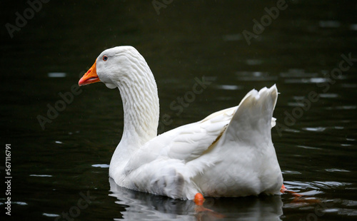 A white goose with orange beak swimming on the water. A goose on one of the Keston Ponds in Keston, Kent, UK.