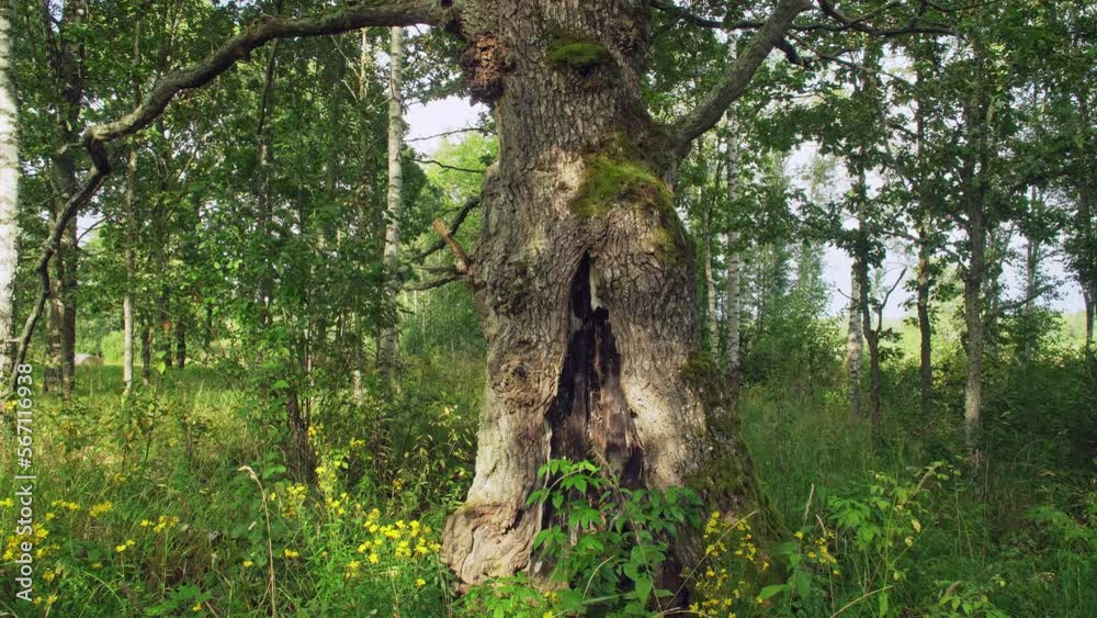 Old dying oak in wooded meadows. Overgrown unkempt wooded meadows. A rare European habitat - wooded meadows. A large tree with rotten wood. European nature in summer. Old dying oak in wooded meadows. Overgrown unkempt wooded meadows. A rare European habitat - wooded meadows. A large tree with rotten wood. European nature in summer.