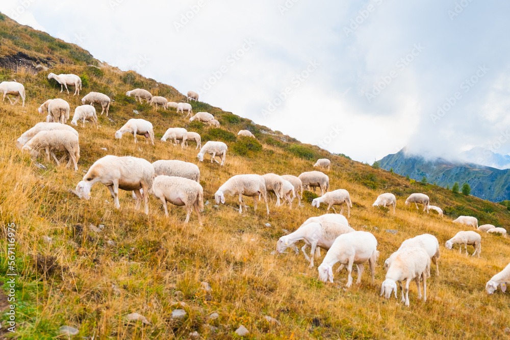 Large herd of sheep grazing in alpine meadows and unites with mountain nature. Fluffy animals feed on hillside meadow of Alpine mountains