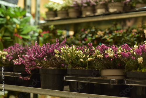 Wallpaper Mural Beautiful decorative flowers in the area Torontodigital.ca