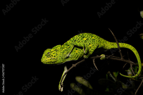 фотографія Chamaeleo africanus