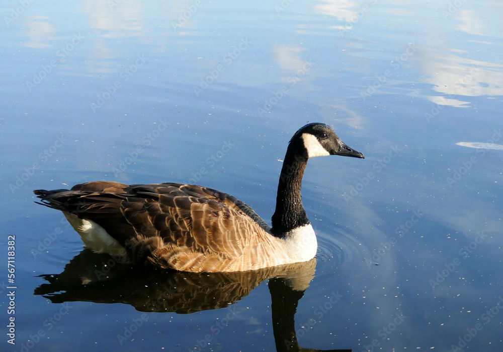 Obraz premium View on a Canada goose on the water. A black goose of the Anatidae family.