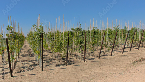 Rows of young trees in a nursery on a sunny day with clear blue sky in Flanders, Belgium