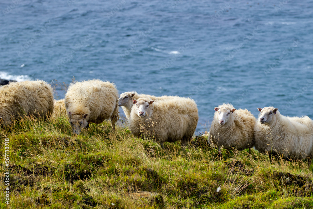 Obraz premium Icelandic Sheep Graze in the Mountain Meadow near Ocean Coastline, Group of Domestic Animal in Pure and Clear Nature. Ecologically Clean Lamb Meat and Wool Production. Scenic Area