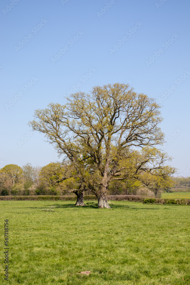 Obraz premium Old oak trees in the Springtime.