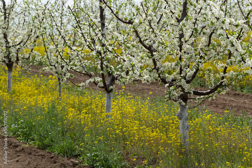 Plum orchard in the flowering period. White and yellow flowers in spring. Plum orchard in the flowering period. White and yellow flowers in spring.