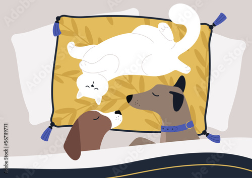 Two puppies and a cat sleeping in bed, pampered animals, cute pets