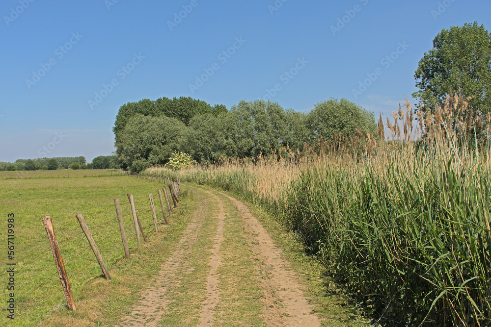 Fototapeta premium Dirt road between a meadow and corn field in the Flemish countryside