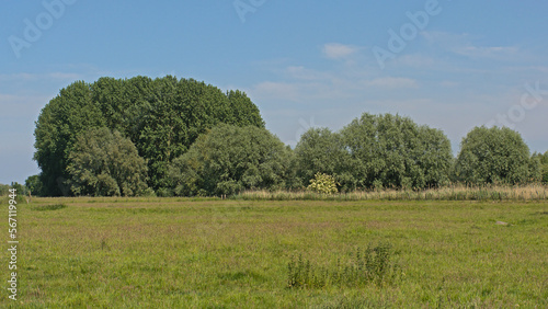 Sunny meadow with trees in Kalkense meersen nature reserve, Flanders, Belgium photo