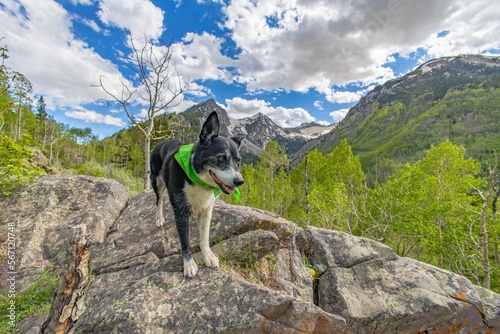 Mountain dog in Aspen, Colorado