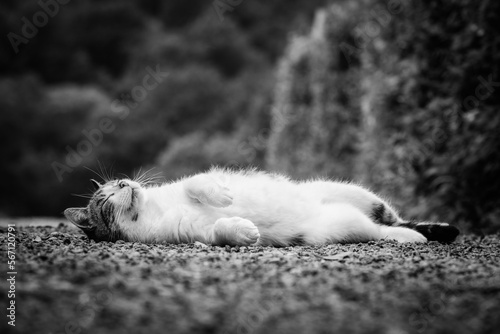 Cat lying down on the ground