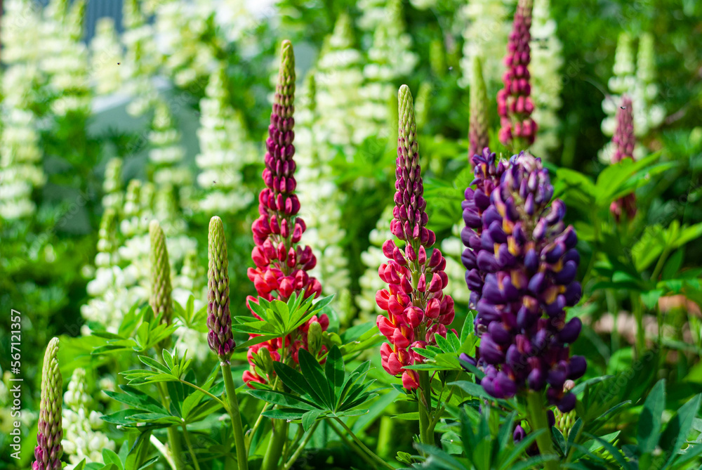 lupinus or lupinos lupinus or lupinos