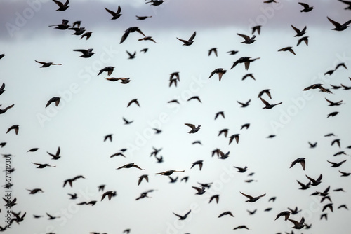 The flock of starlings birds on the evening sky Sunset color.