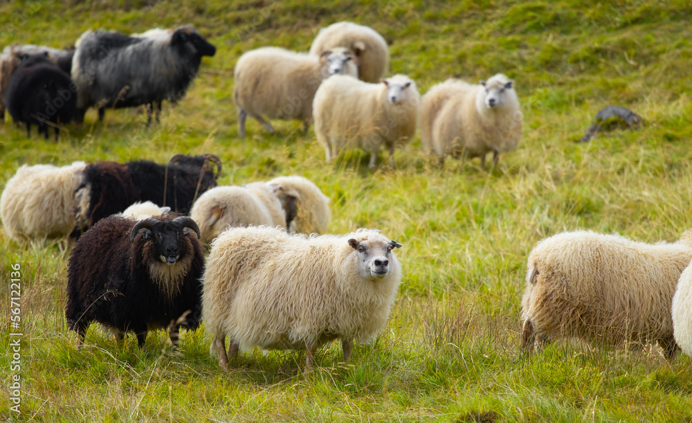 Fototapeta premium Icelandic Sheep Graze in the Mountain Meadow, Group of Domestic Animal in Pure and Clear Nature. Beautiful Icelandic Highlands. Ecologically Clean Lamb Meat and Wool Production. Scenic Area