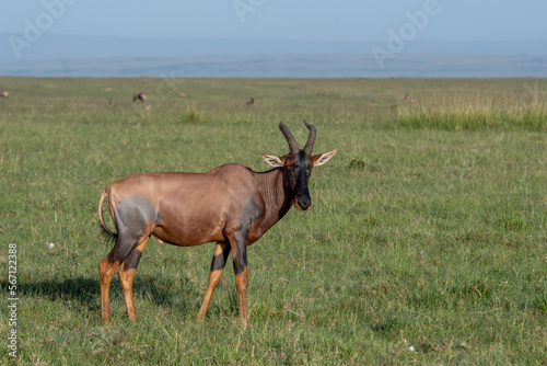 The rare tsessebe antelope  Damaliscus lunatus  in natural habitat