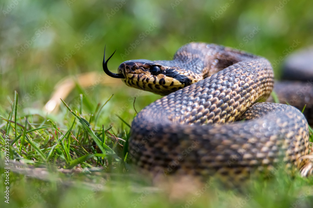 Close-up of blotched snake or Elaphe sauromates showing its tongue Close-up of blotched snake or Elaphe sauromates showing its tongue