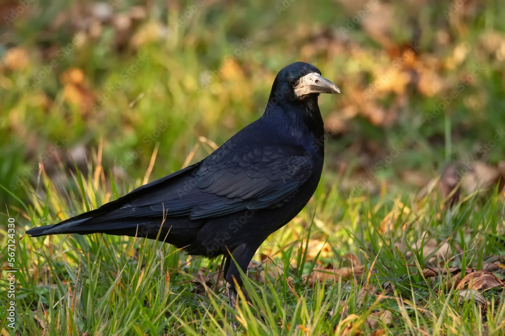 Fototapeta premium Close-up of rook of Corvus frugilegus on the grass