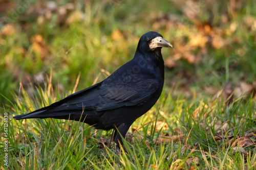 Close-up of rook of Corvus frugilegus on the grass