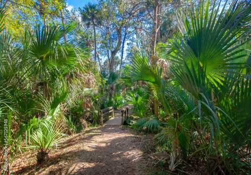 Fern Hammock Trail, Juniper Springs Recreation Area, Ocala National Forest, Florida