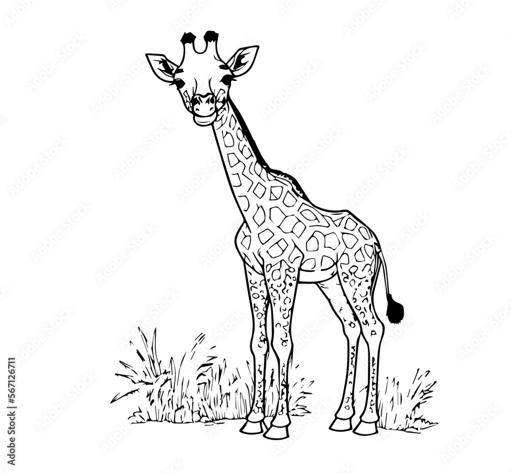 Obraz premium Giraffe in cartoon black and white style for coloring. Vector illustration