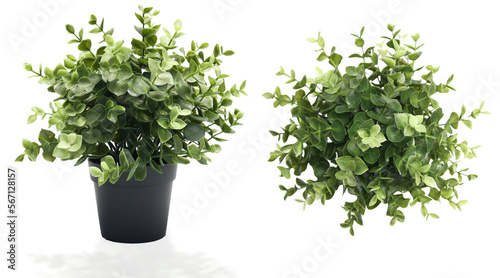 Green Artificial plant potted for indoors decorative Isolated on white.