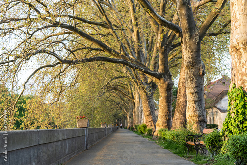 Platan trees in a line in Esztergom