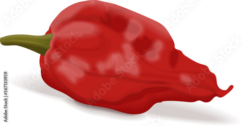 Bhut Jolokia ghost chile peppers. Naga jolokia. U-morok. Capsicum chinense. Hot chili pepper. Chili pepper. Fresh, organic, raw, vegan vegetables. Vector illustration isolated on white background.