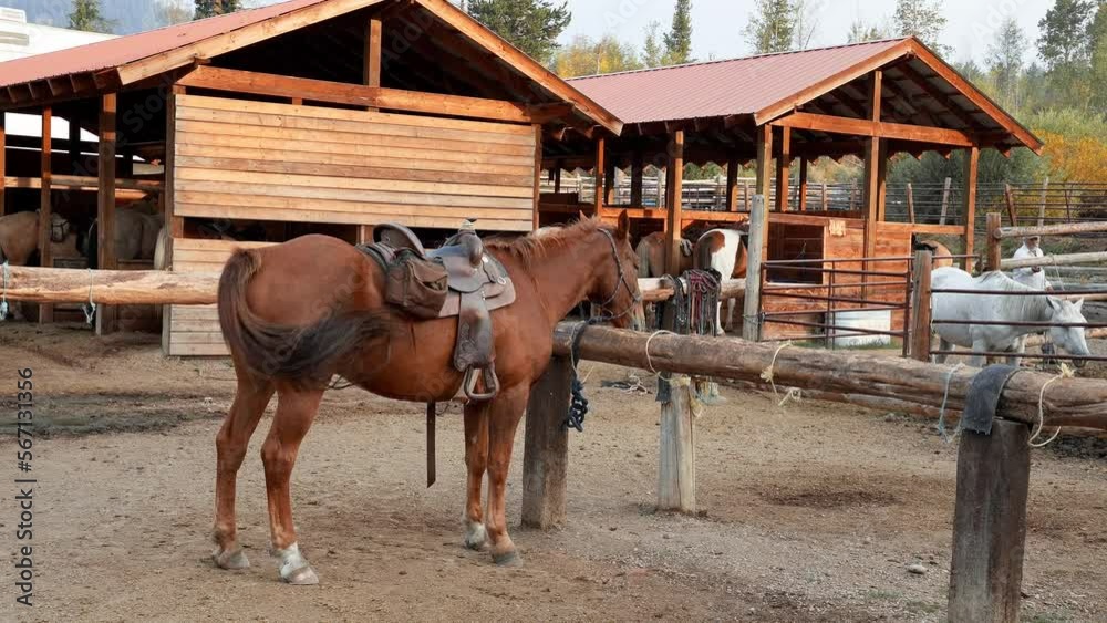 Horses standing in a ranch near the mountains. Domestic animals by forest in a famous Yellowstone National Park. Horses standing in a ranch near the mountains. Domestic animals by forest in a famous Yellowstone National Park.
