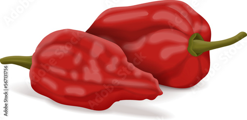 Group of Bhut Jolokia ghost chile peppers. Naga jolokia. U-morok. Capsicum chinense. Hot chili pepper. Chili pepper. Fresh, organic, raw, vegetables. Vector illustration isolated on white background.