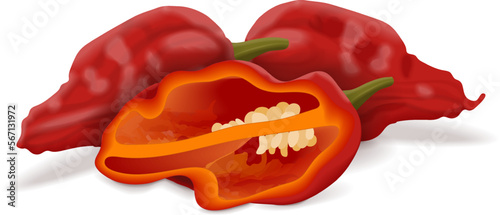 Whole and half of Bhut Jolokia ghost chile peppers. Naga jolokia. U-morok. Capsicum chinense. Hot chili pepper. Chili pepper. Fresh, vegetables. Vector illustration isolated on white background.