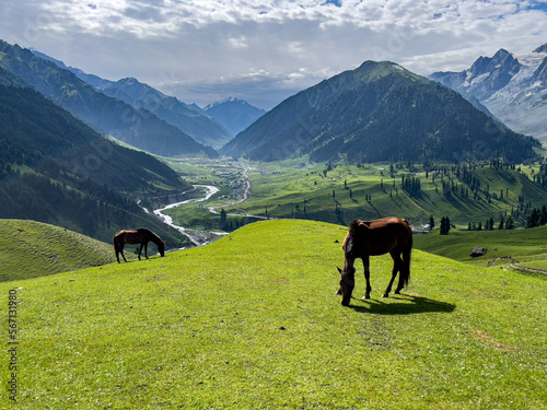 Horsescape !  © Chirag
