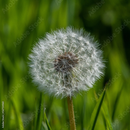 Dandelion Head with seeds ready to be blown against  green diffused background 