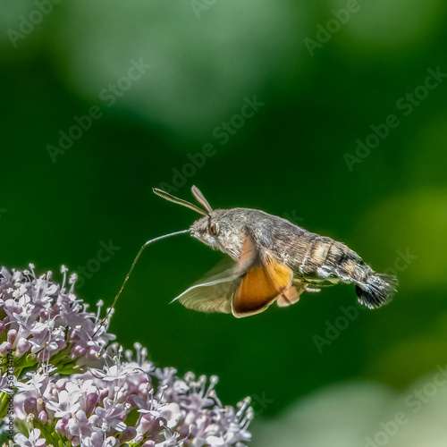 Hummingbird hawk-moth feeding in flight