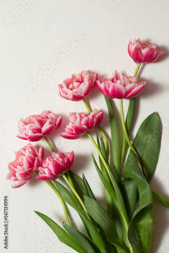 Fototapeta Naklejka Na Ścianę i Meble -  Beautiful terry tulips of pink color on a white