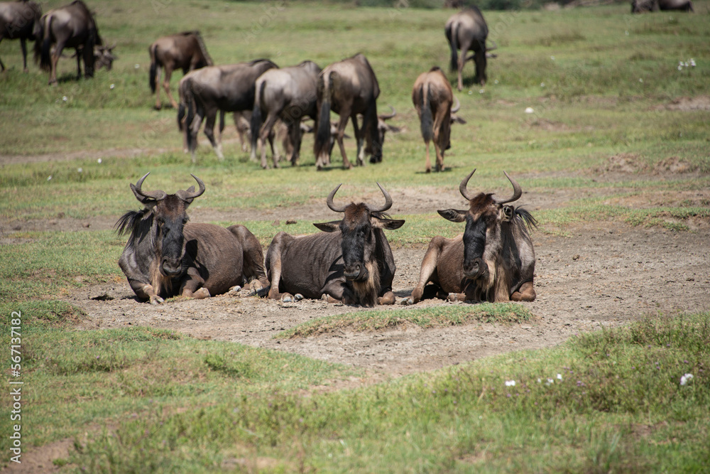 Fototapeta premium Herd of wildebeests laying in savanna grasslands of Tanzania, Africa
