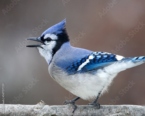 A perched Blue Jay calling out.