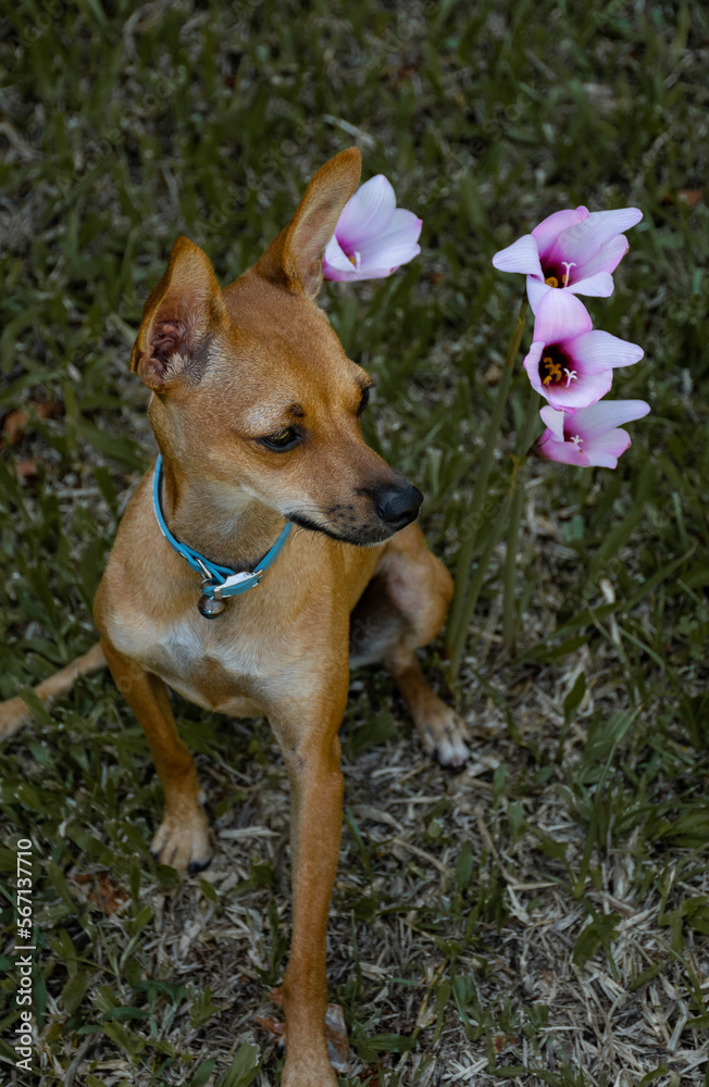 Pinscher mirando a los costados