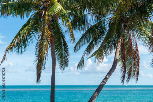 Fototapeta Naklejka Na Ścianę i Meble -  Palm tree in Fort Zachry in the Florida Keys
