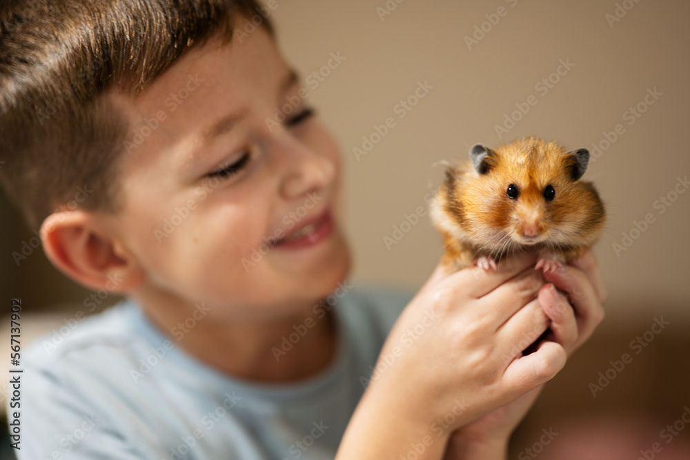 Boy holds funny hamster in his hands. Home pets. Boy holds funny hamster in his hands. Home pets.